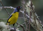 Hooded Mountain-tanager